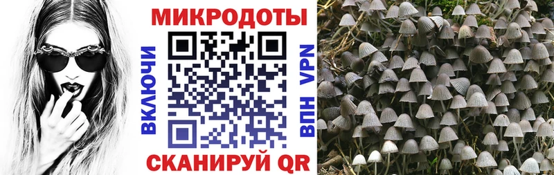 Галлюциногенные грибы Cubensis Городец
